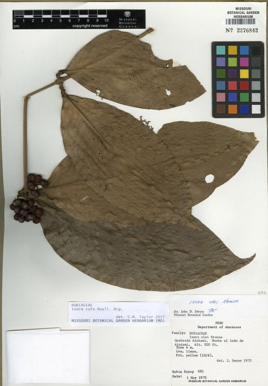 Ixora rufa — search result for 'Ixora'