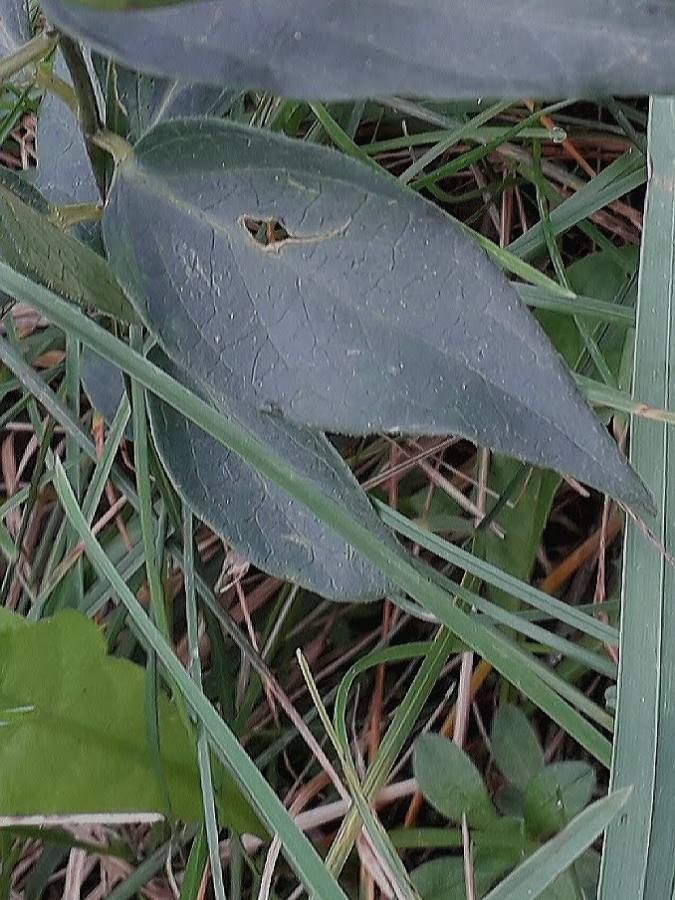 Vincetoxicum nigrum leaf