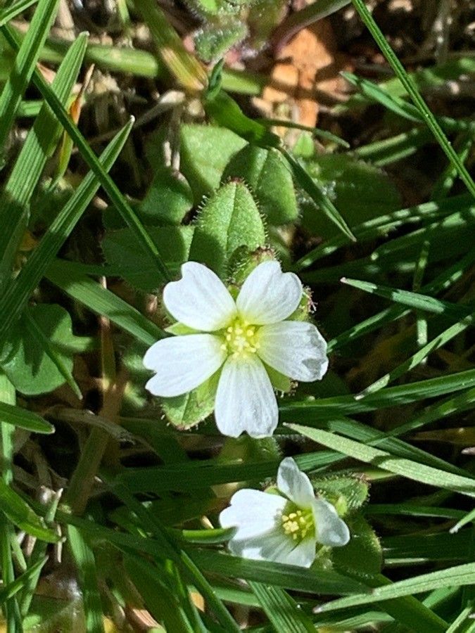 Cerastium ramosissimum flower