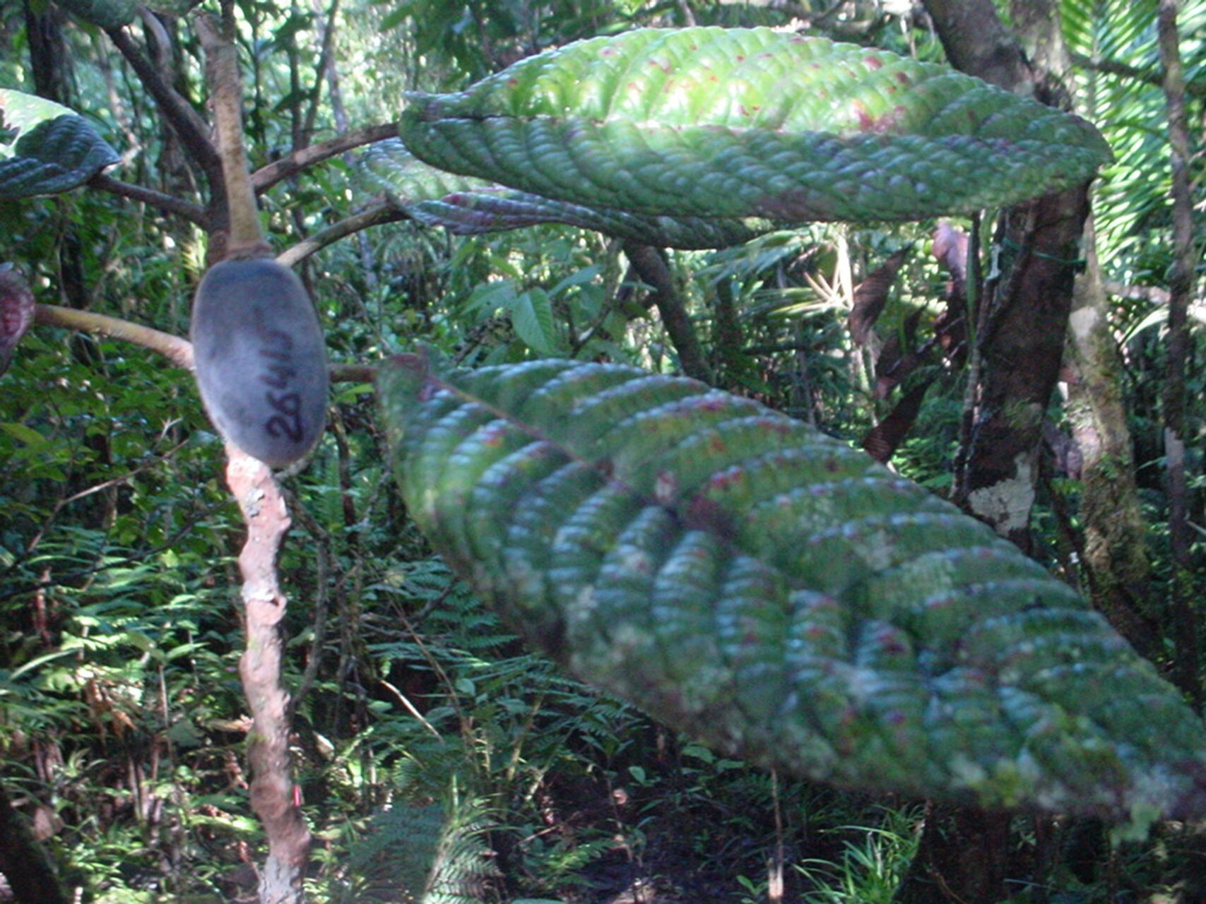 Elaeocarpus geminiflorus — houseplant care guide