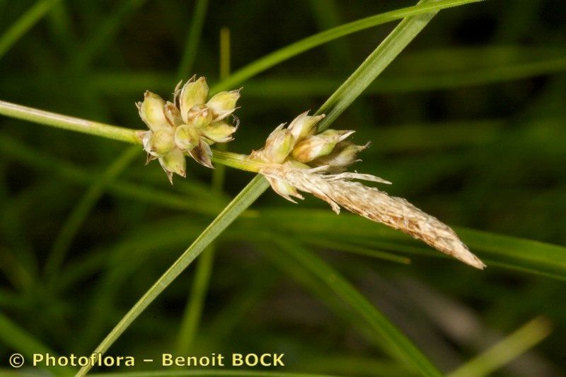 Carex fritschii fruit