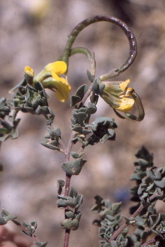Lotus drepanocarpus fruit