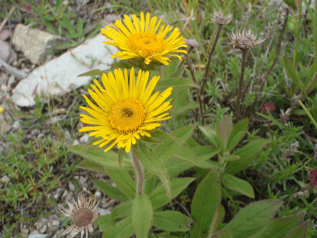 Inula oculus-christi habit