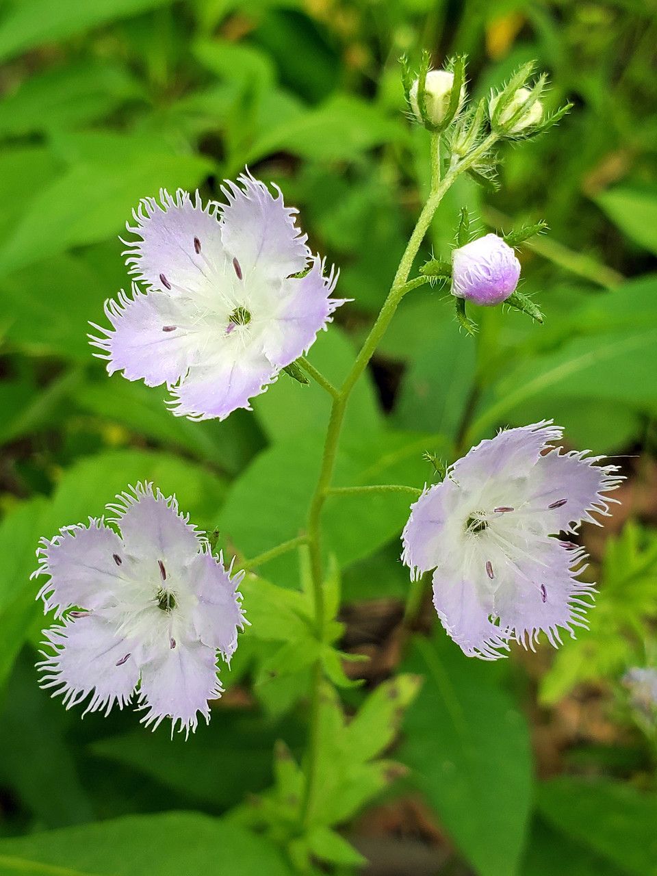Phacelia purshii flower