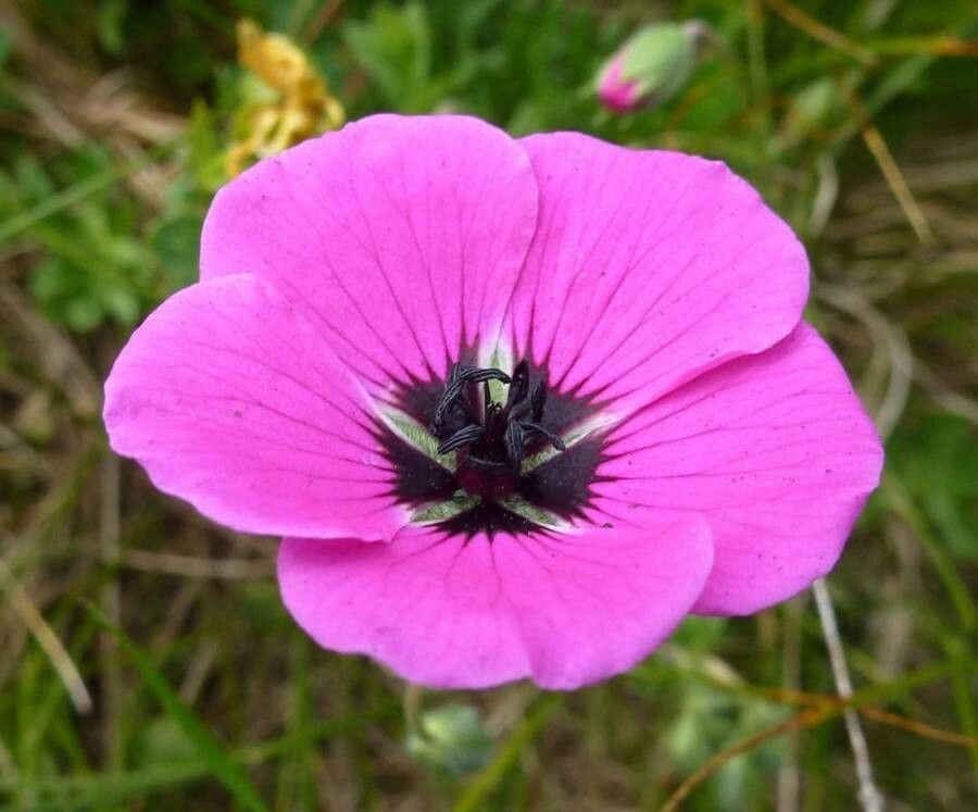 Geranium subcaulescens flower