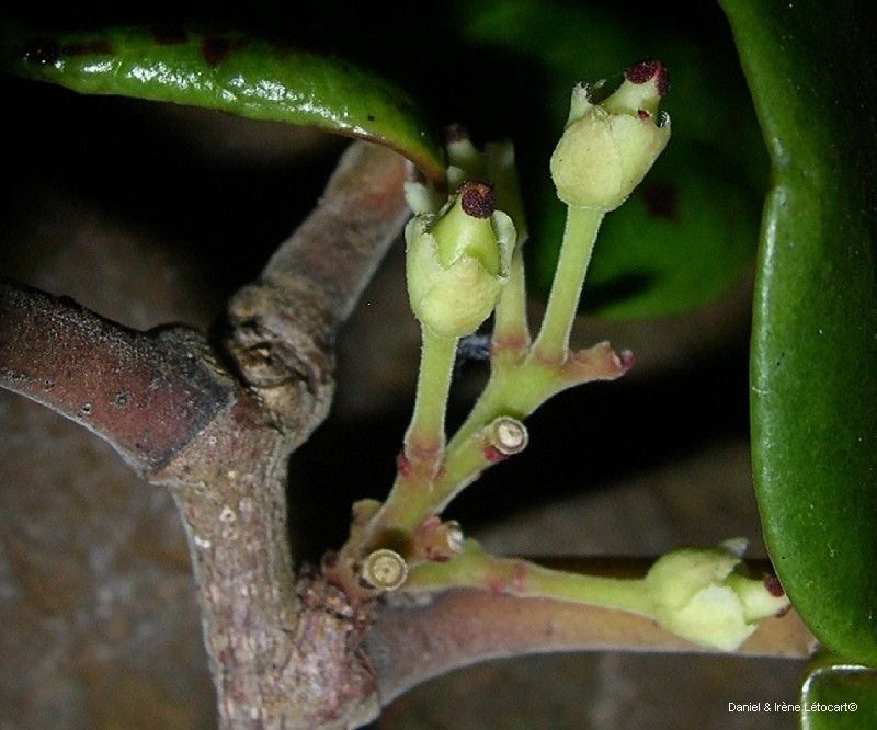 Xylosma peltata bark