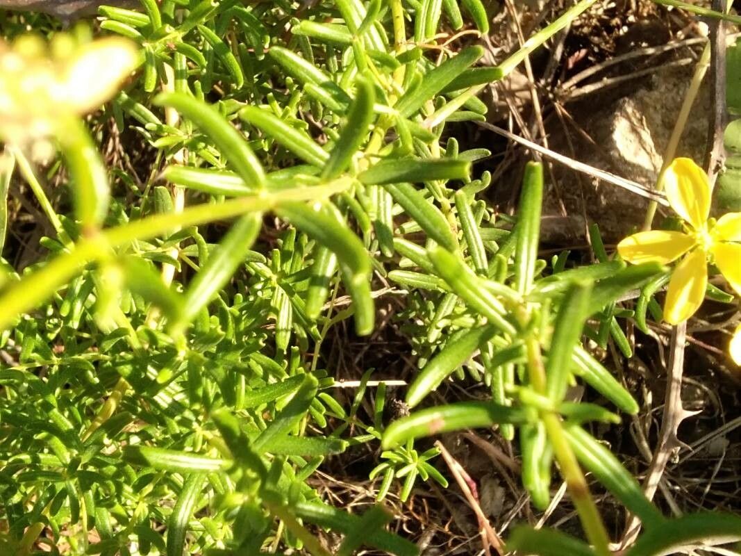 Hypericum coris — search result for 'Switzerland'