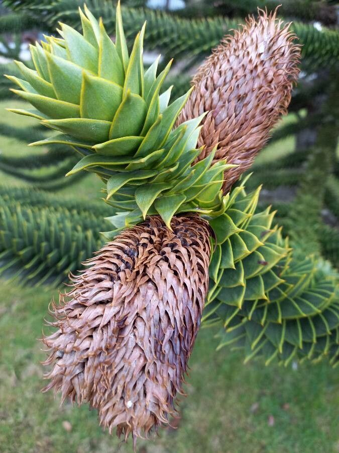Araucaria araucana fruit