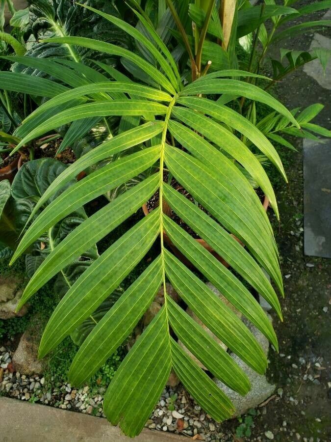 Pinanga insignis leaf