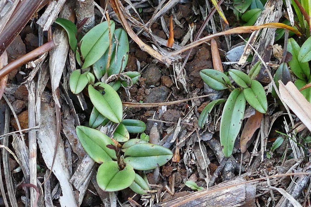 Liparis chalandei habit