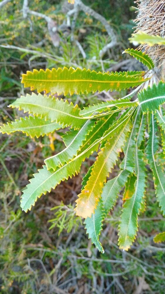 Banksia aemula leaf