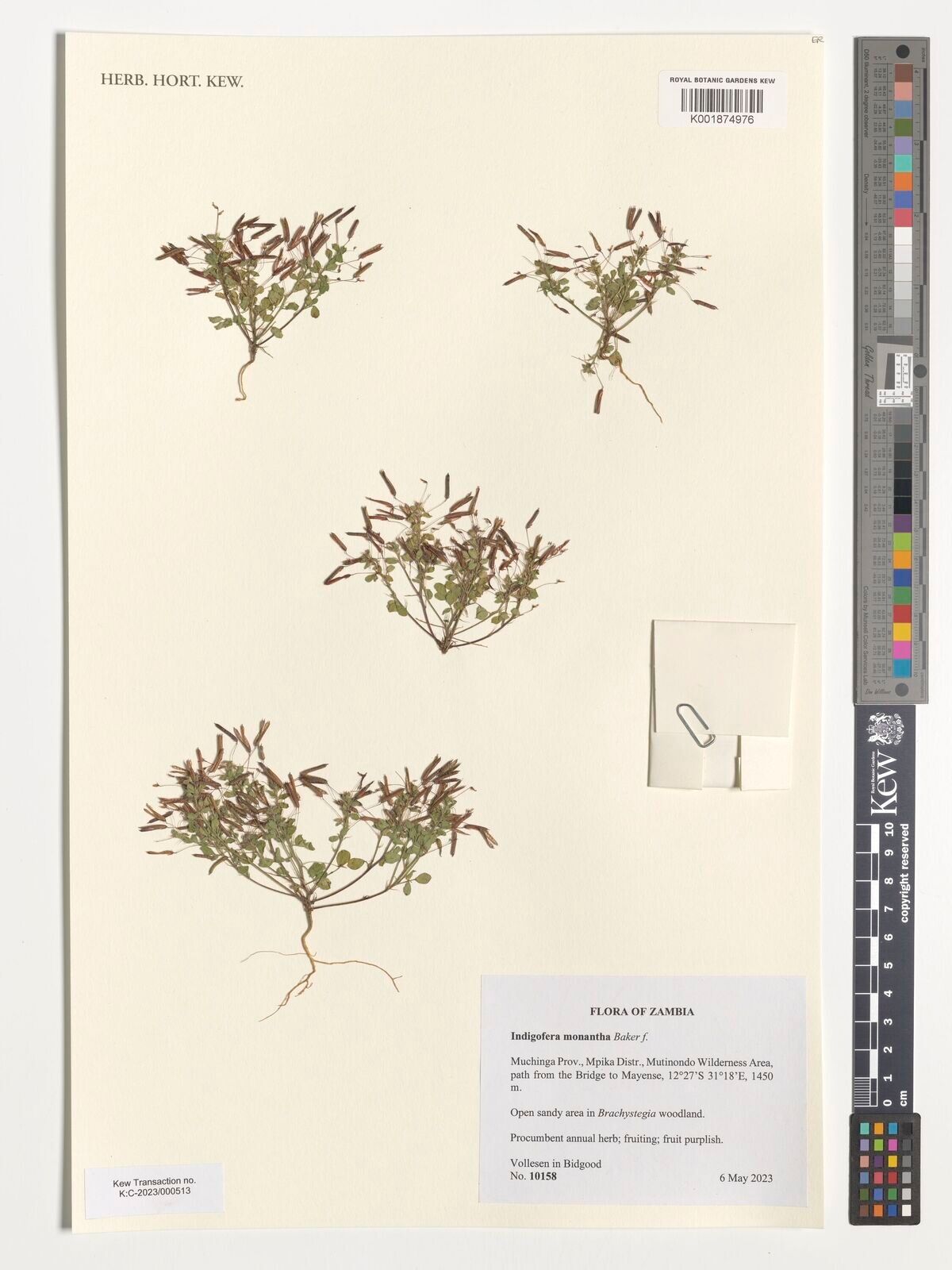 Indigofera monantha — houseplant care guide