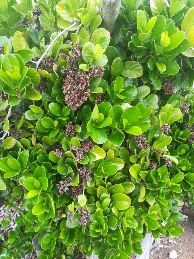 Tetracera billardierei habit