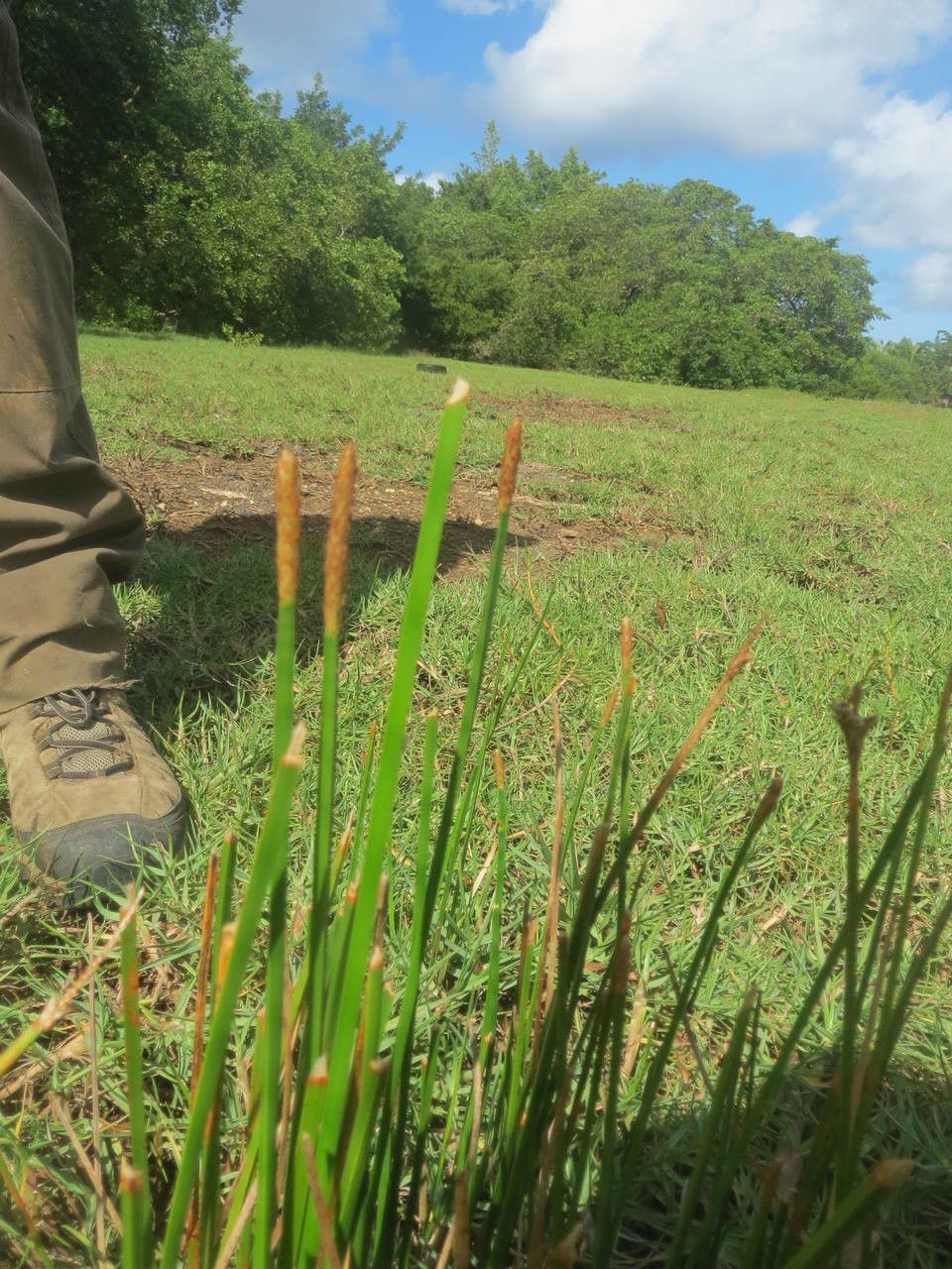 Eleocharis mutata habit