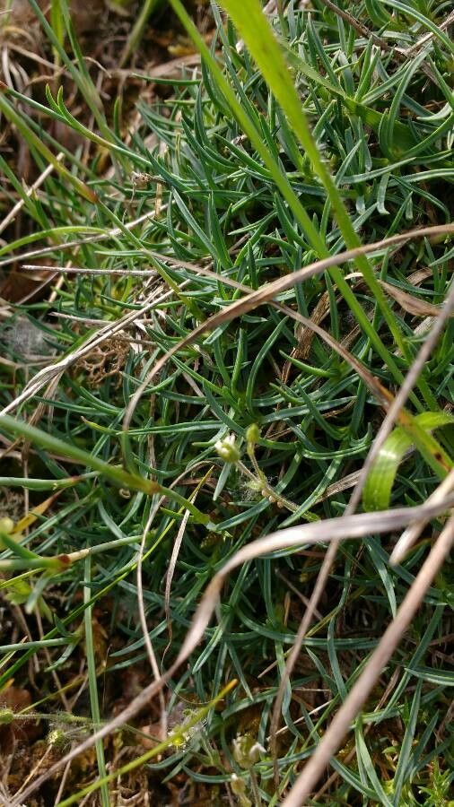 Dianthus pungens — search result for 'Caryophyllaceae'