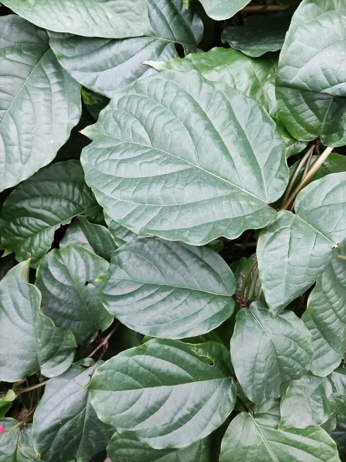 Clerodendrum splendens — search result for 'Clerodendrum'