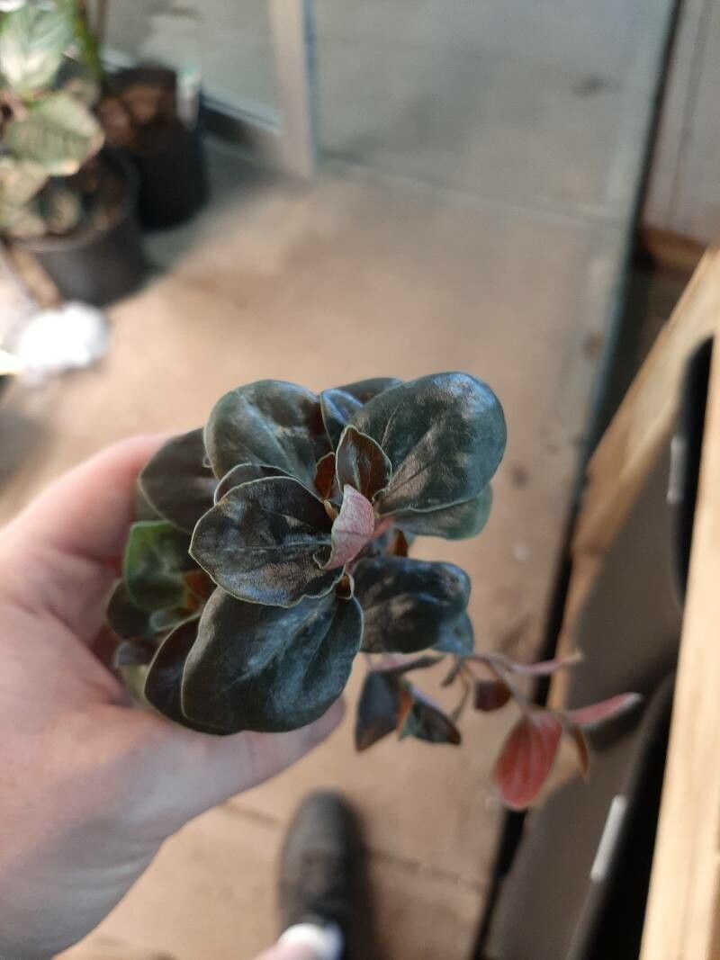 Peperomia metallica