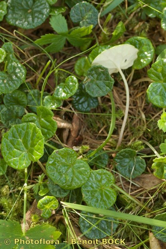 Homogyne discolor habit