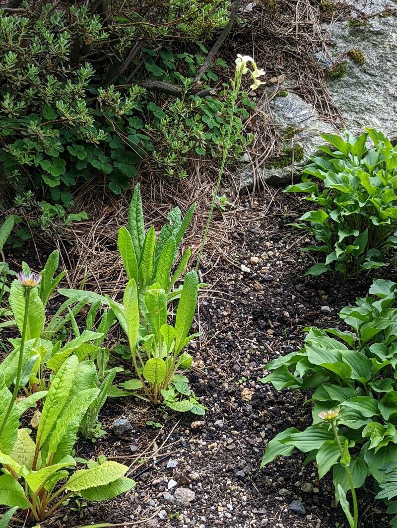 Primula sikkimensis habit