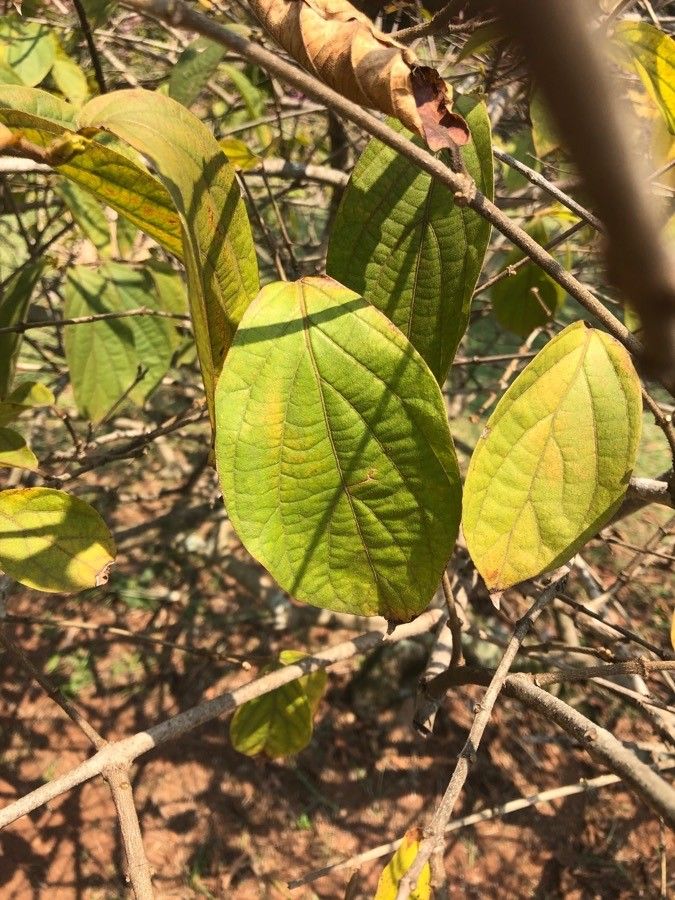 Congea tomentosa — search result for 'Petrea'