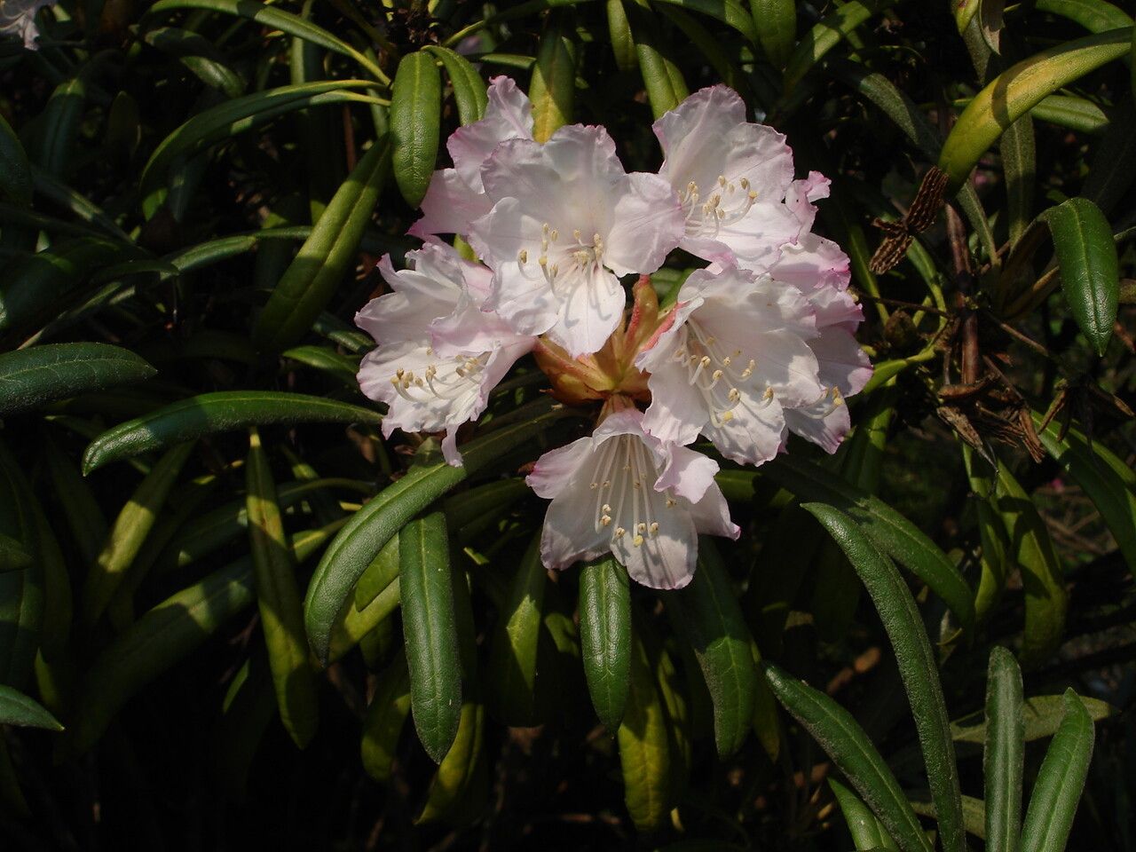 Rhododendron makinoi flower