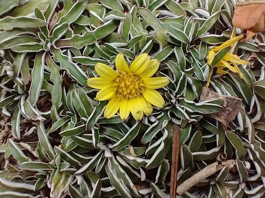 Dymondia margaretae flower