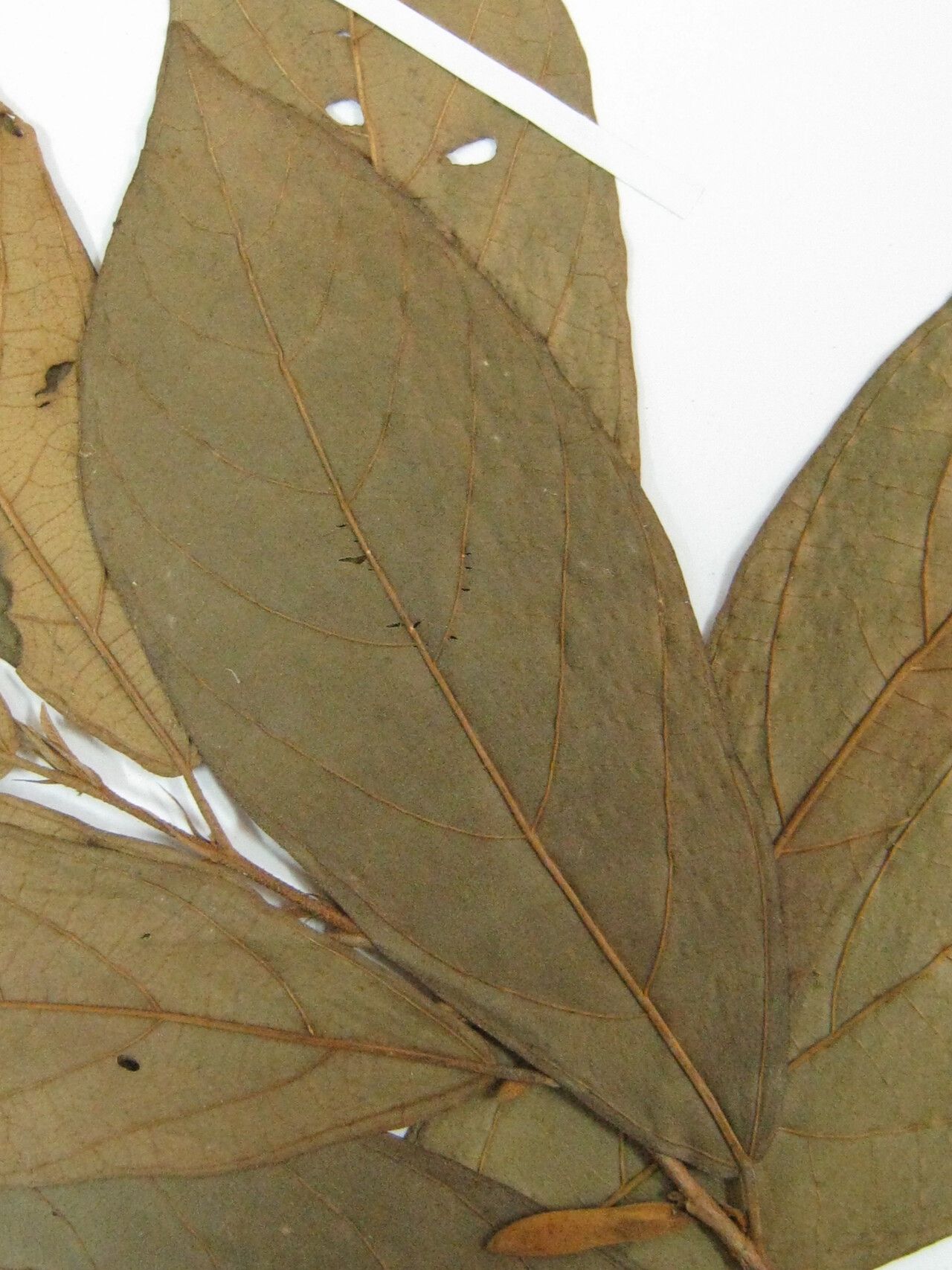 Quararibea guianensis — search result for 'Quararibea'