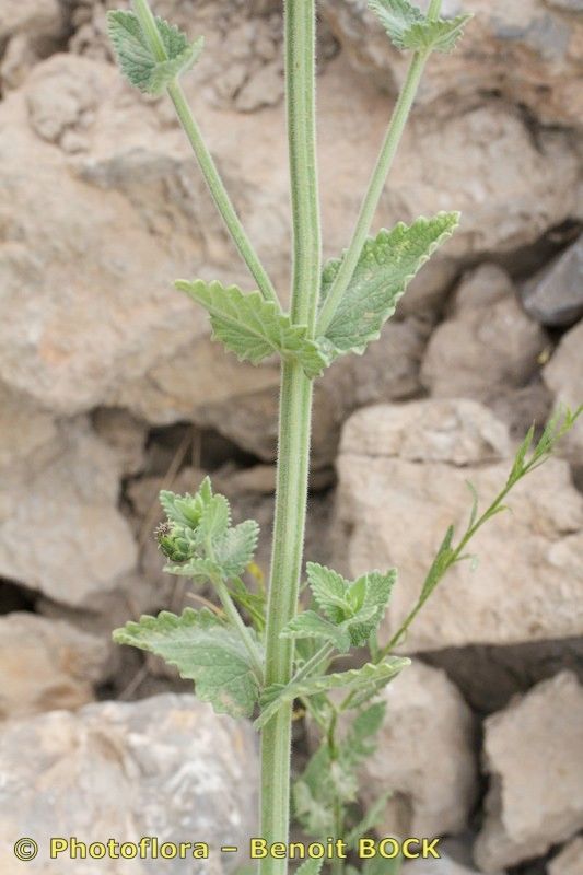 Nepeta granatensis bark
