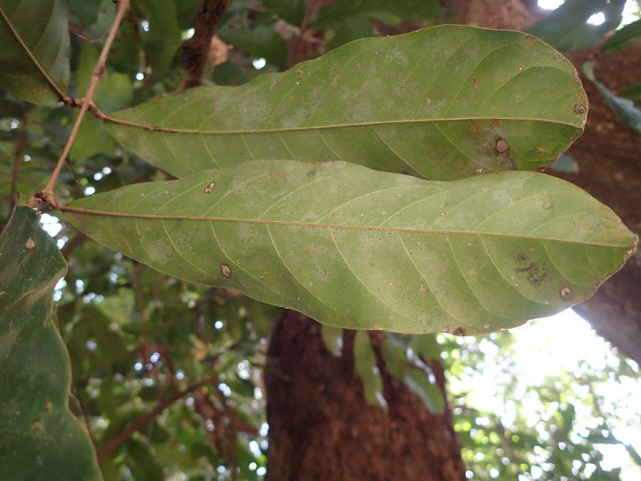 Daniellia oliveri leaf