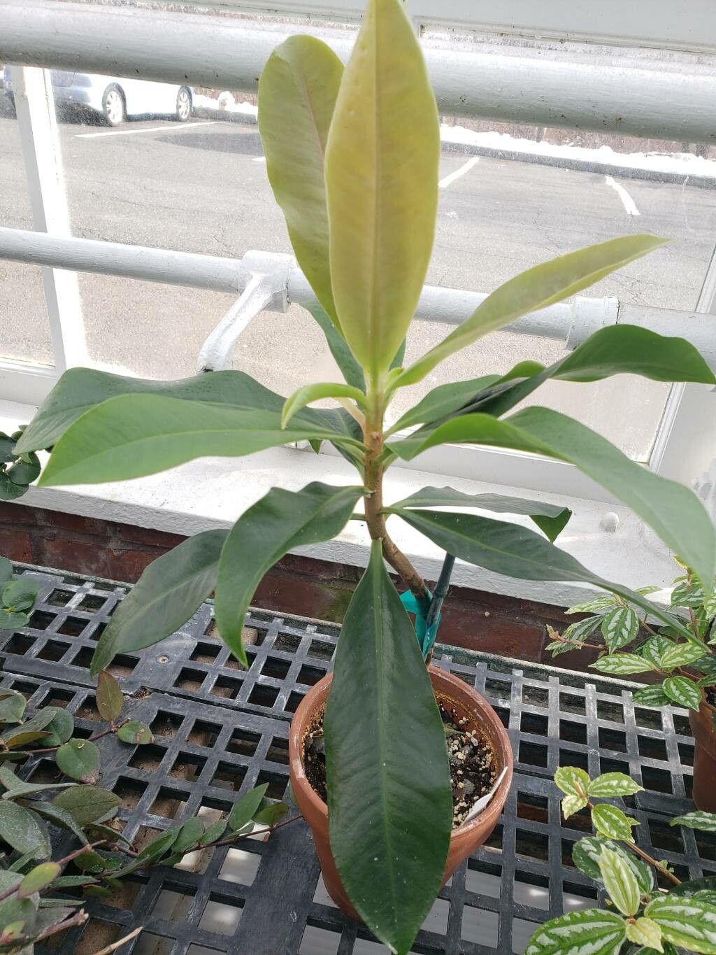 Ardisia venosa habit