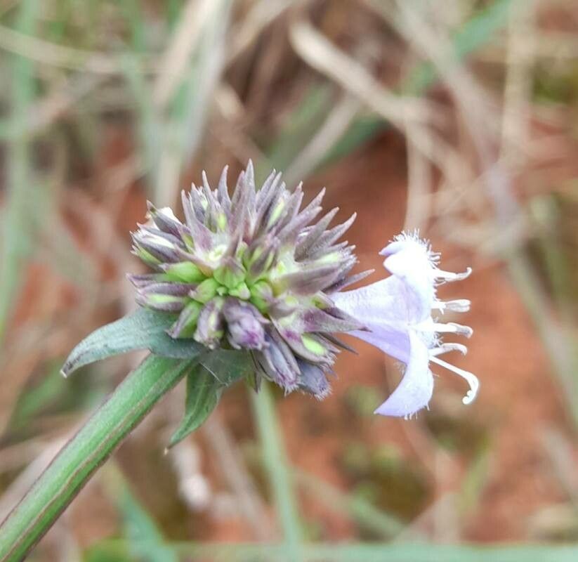 Spermacoce poaya flower