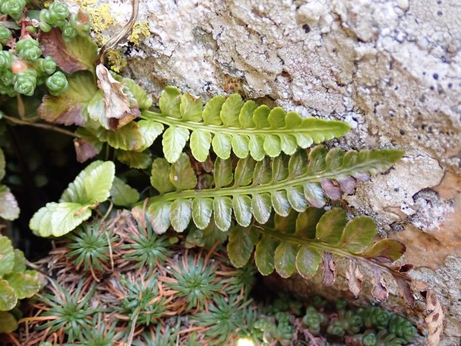 Asplenium marinum — search result for 'Aspleniaceae'