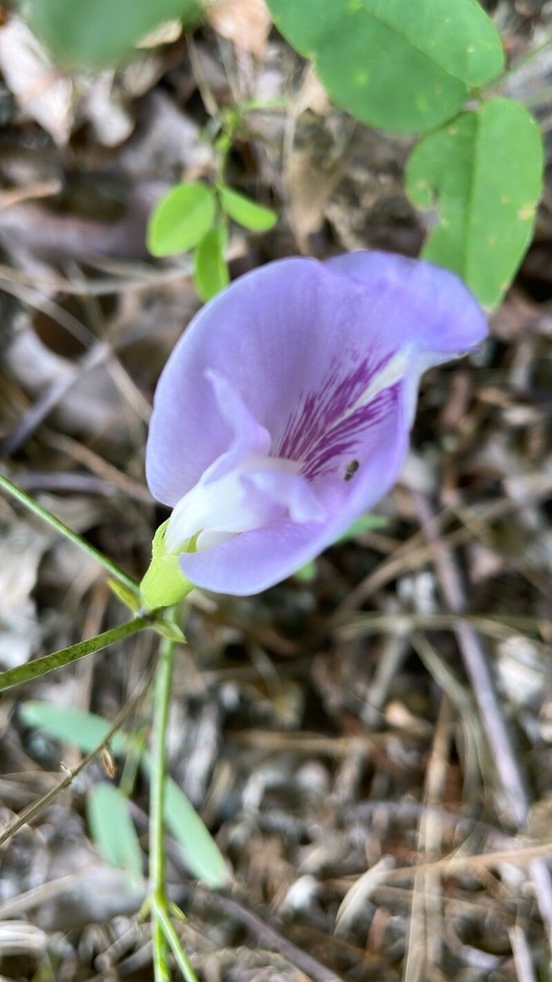 Clitoria mariana flower