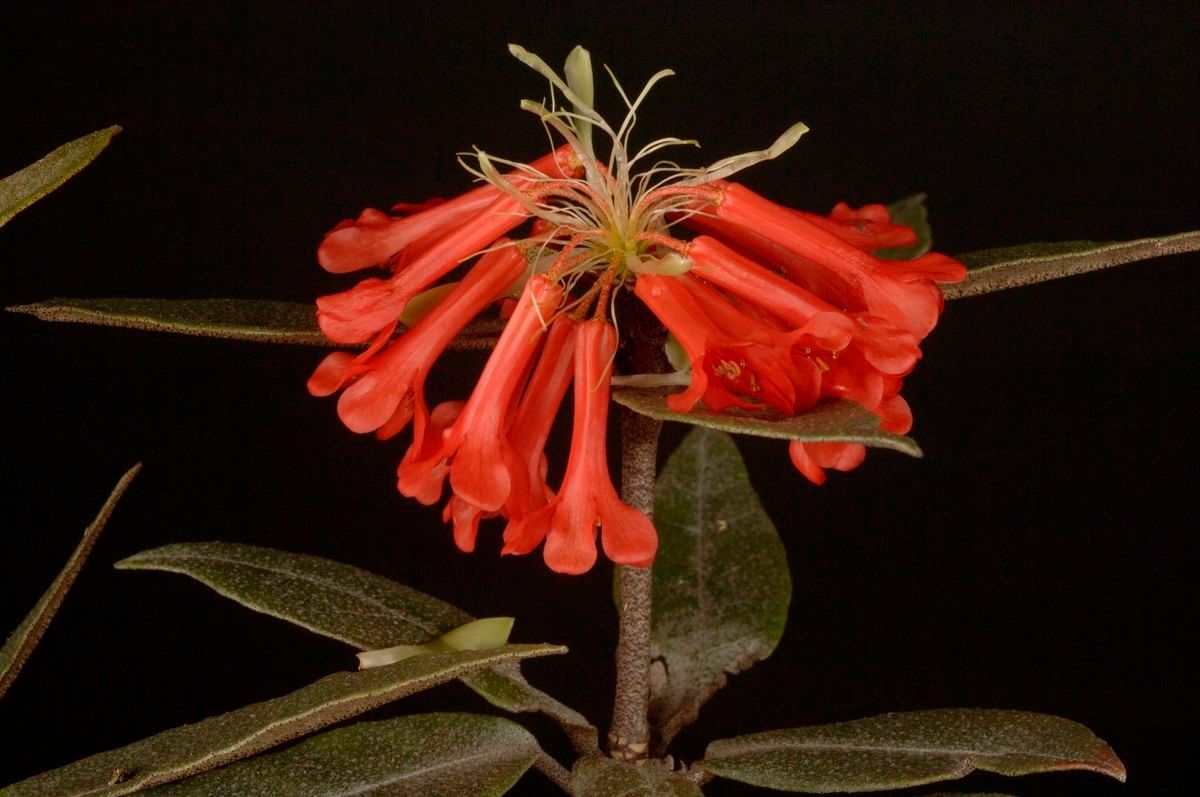 Rhododendron durionifolium flower