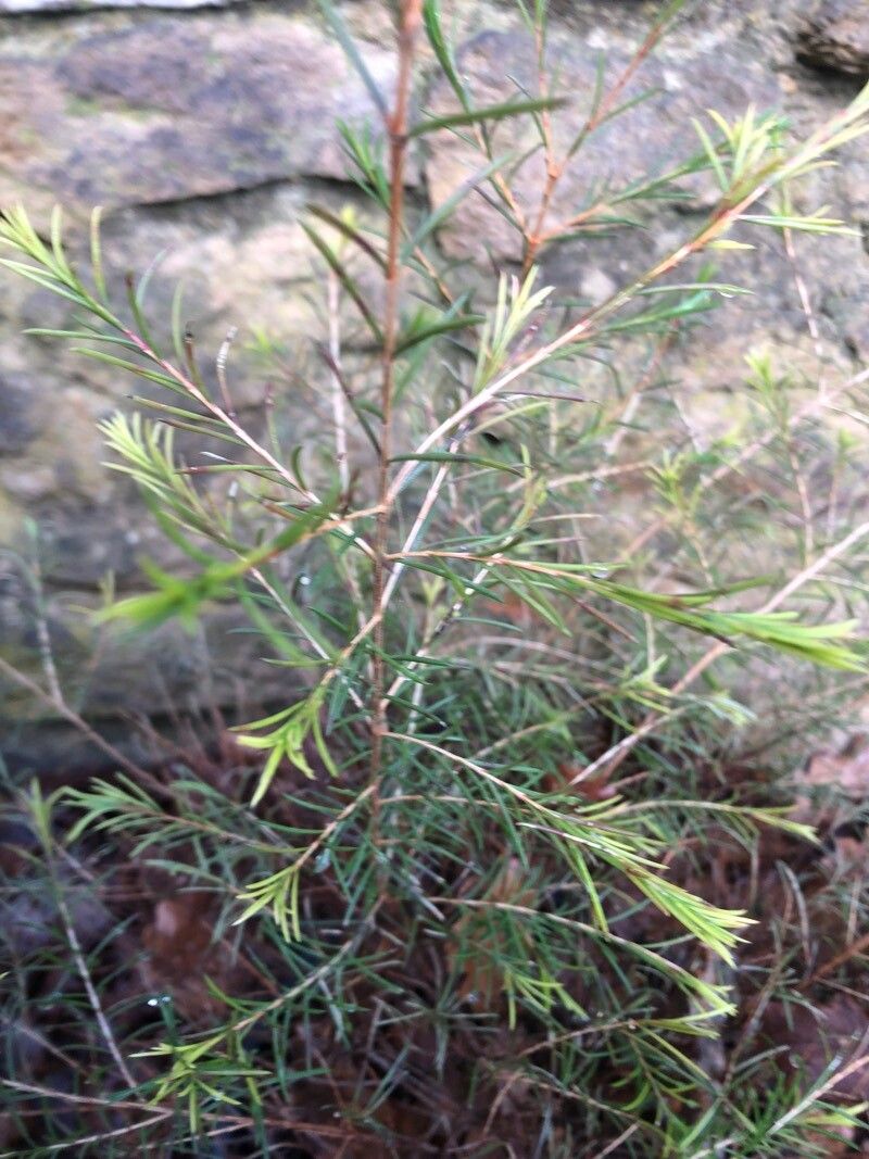Melaleuca acutifolia