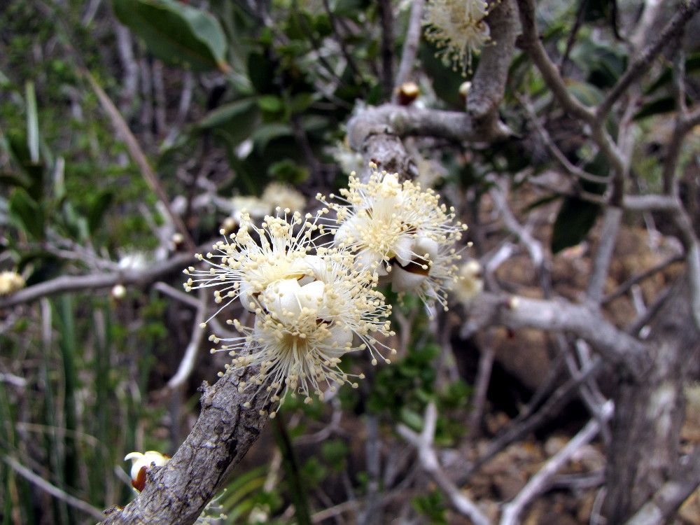 Eugenia mackeeana — houseplant care guide