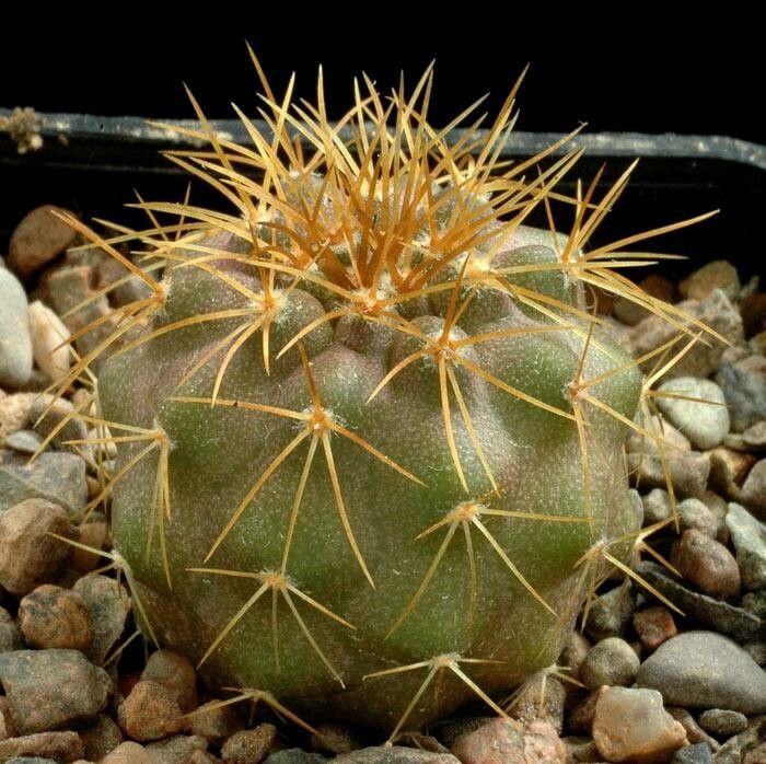 Copiapoa desertorum — houseplant care guide