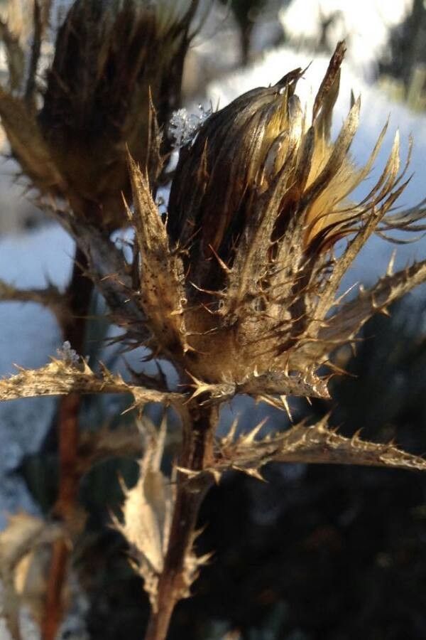 Scolymus hispanicus flower