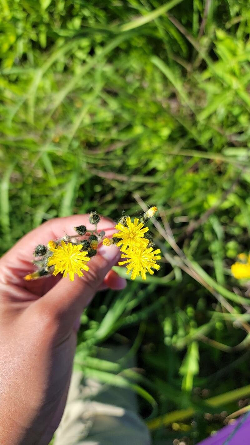 Hieracium caespiticola — houseplant care guide