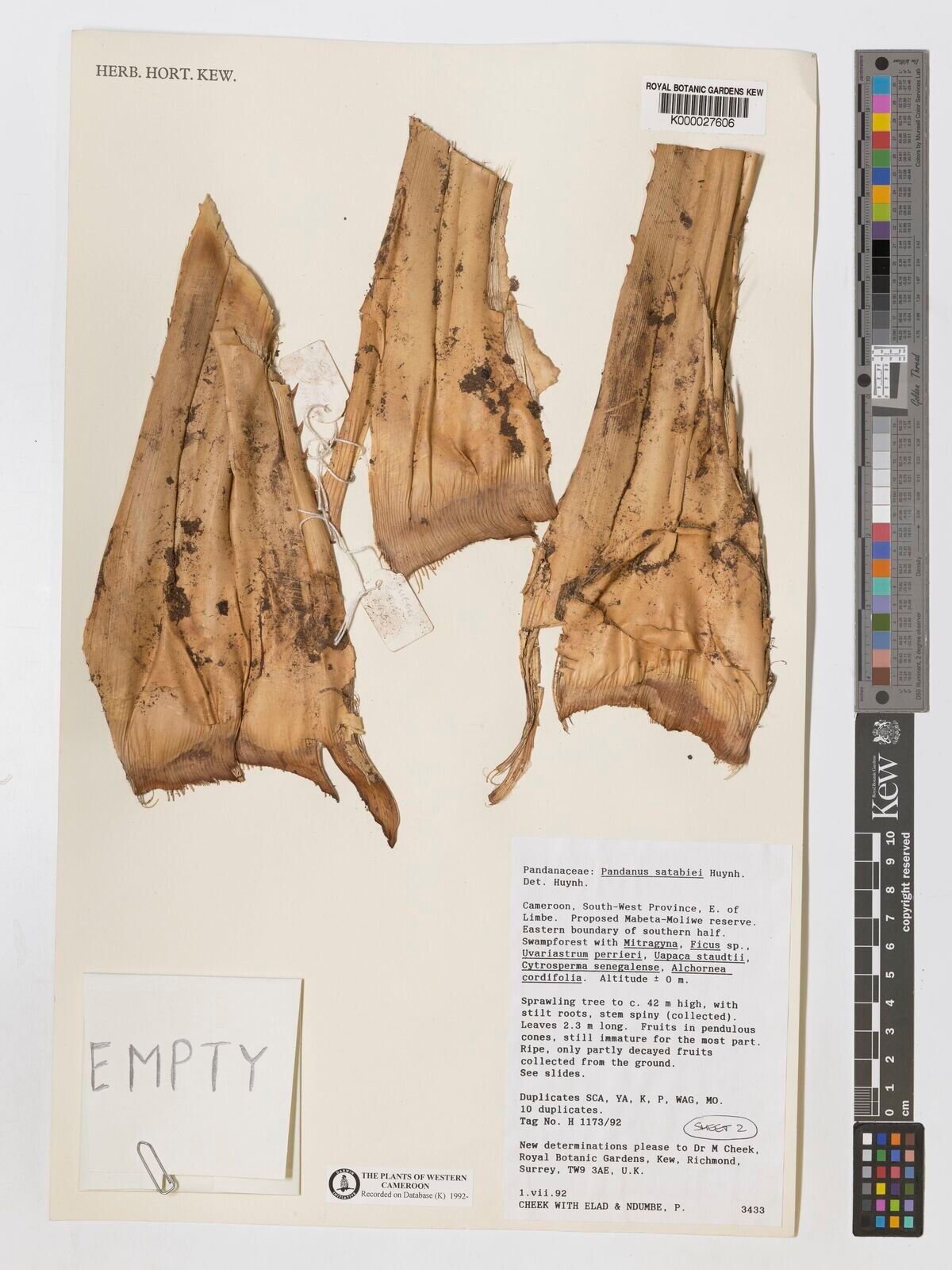 Pandanus satabiei — houseplant care guide
