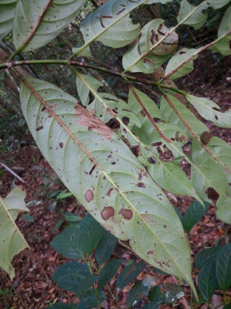 Gaertnera junghuhniana — houseplant care guide