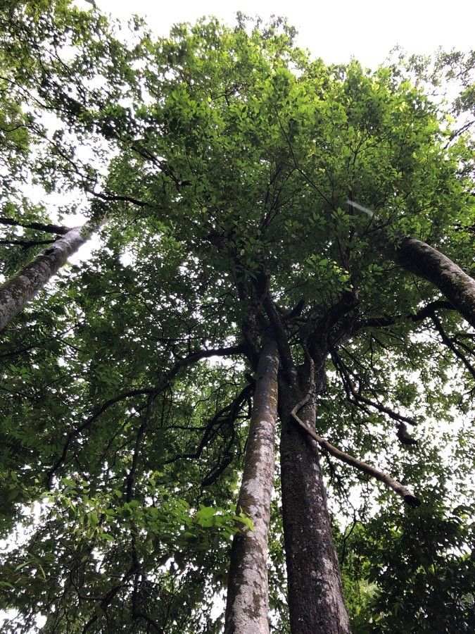 Sarcotheca monophylla habit