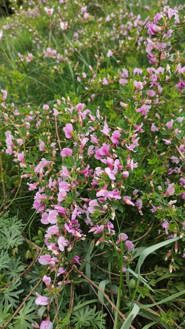 Cytisus purpureus habit