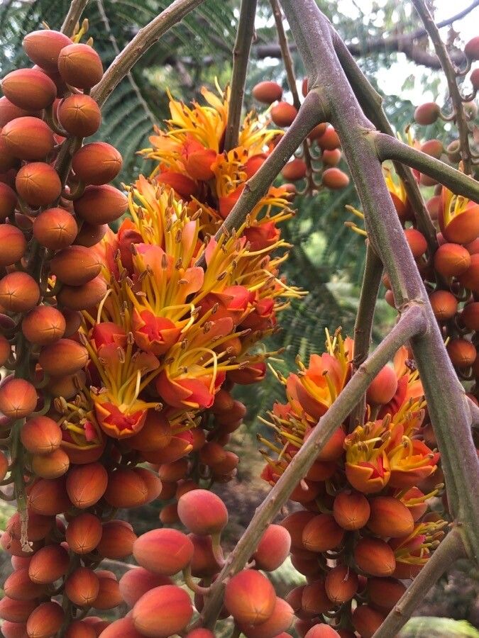 Colvillea racemosa flower