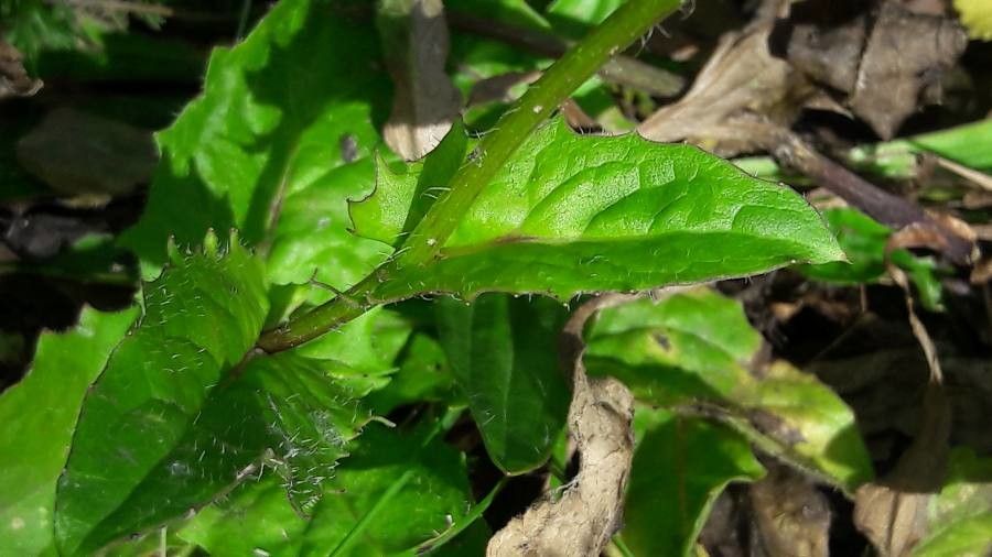 Crepis pyrenaica — search result for 'Crepis'