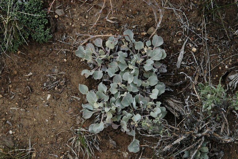 Eriogonum rubricaule — search result for 'Eriogonum'