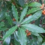 Pittosporum undulatum