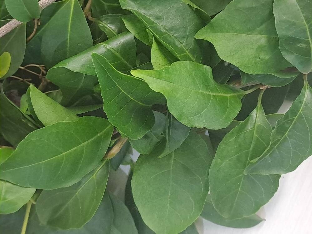 Guapira discolor — related species from the same genus