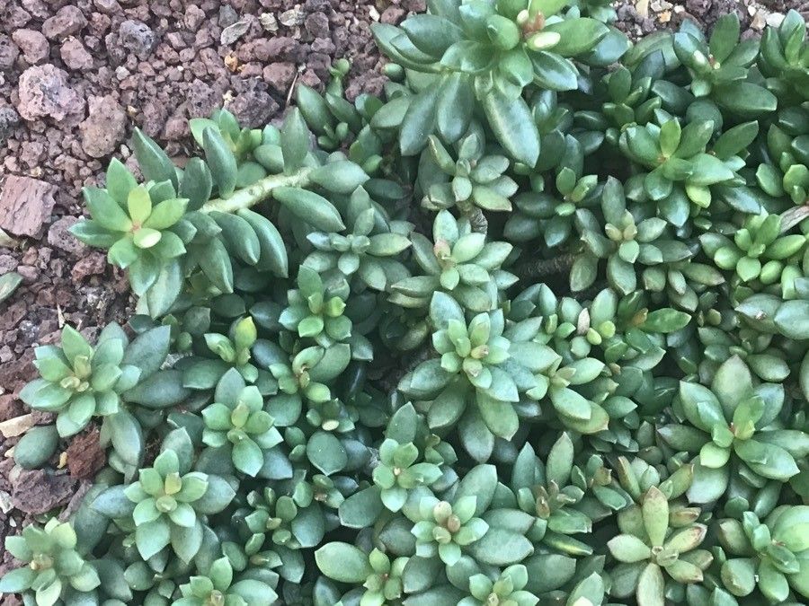 Adromischus schuldtianus — houseplant care guide