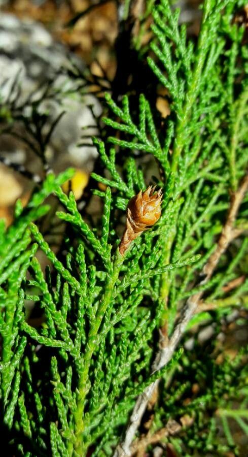 Juniperus thurifera flower